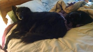 IMG_20150612_161108536