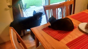 IMG_20150630_070537775_HDR