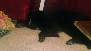 IMG_20150721_211307424