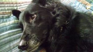 IMG_20151011_095411305