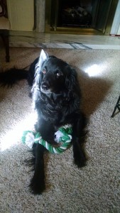 IMG_20160226_144014733