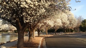 IMG_20160317_082000301